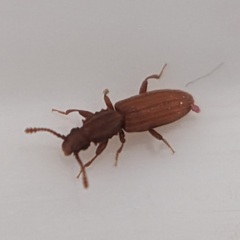 Oryzaephilus surinamensis