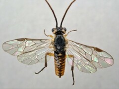 Euura dispar