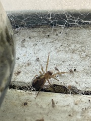 Amaurobius