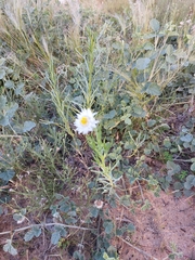 Polycalymma stuartii