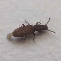 Oryzaephilus surinamensis