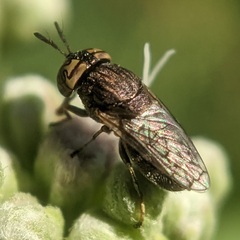 Orthonevra nitida
