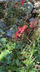 Heuchera sanguinea