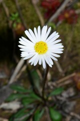 Allittia uliginosa