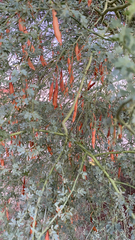 Parkinsonia florida