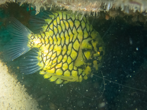 Dick bride-groom fish (Monocentris japonica) — Monocentridae