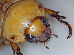 Rutelinae