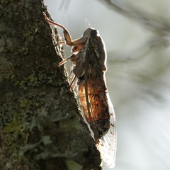 Cicada orni