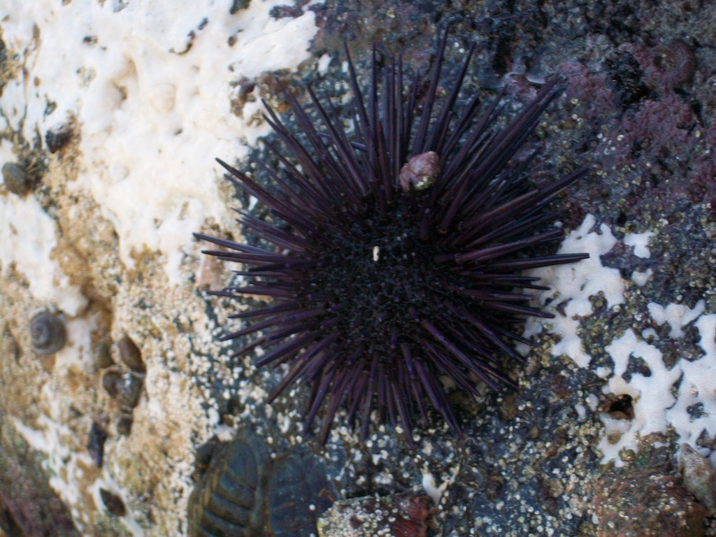Echinometra vanbrunti