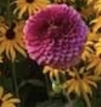 Chrysanthemum morifolium