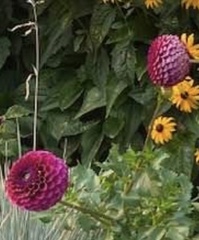 Chrysanthemum morifolium