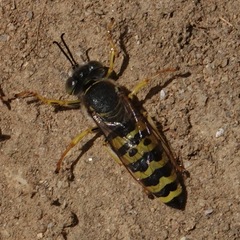 Bembix oculata