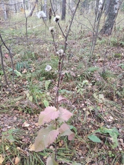 Crepis sibirica
