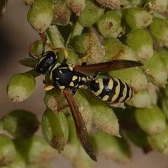 Polistes gallicus