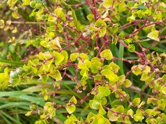 Helioscopia