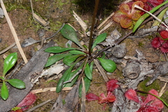 Allittia uliginosa