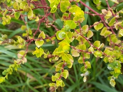 Helioscopia