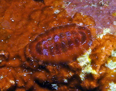 Callochiton