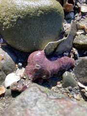 Botrylloides violaceus