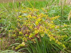 Helioscopia