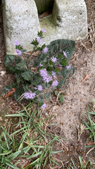 Elephantopus tomentosus