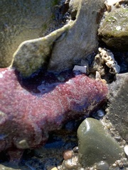 Botrylloides violaceus