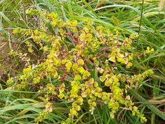 Helioscopia
