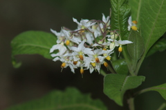 Solanum aligerum