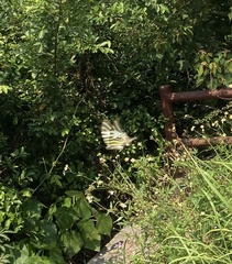Graphium antiphates