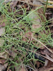 Ostericum tenuifolium