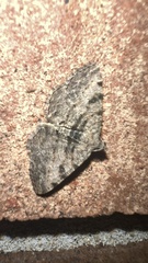 Digrammia gnophosaria