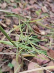 Ostericum tenuifolium