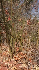 Sansevieria