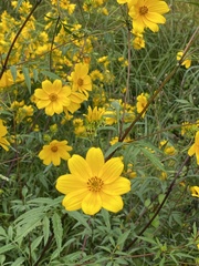 Bidens polylepis