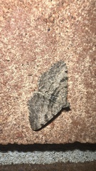 Digrammia gnophosaria