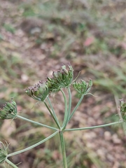 Ostericum tenuifolium