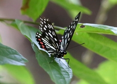 Hestina assimilis
