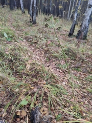 Ostericum tenuifolium