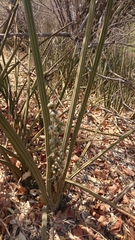 Sansevieria