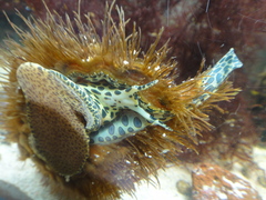 Monoplex parthenopeus