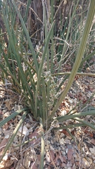 Sansevieria