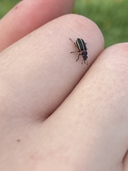 Eudiagogus maryae