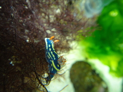 Hypselodoris festiva
