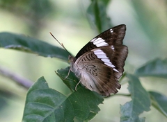 Euthalia phemius