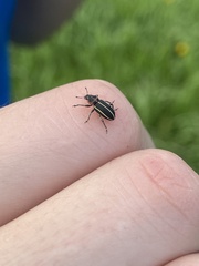 Eudiagogus maryae