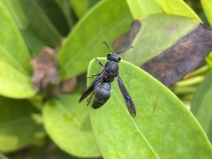 Allorhynchium chinense