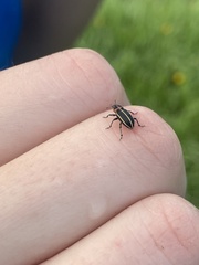 Eudiagogus maryae