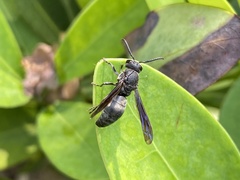 Allorhynchium chinense