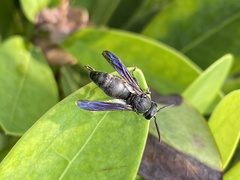 Allorhynchium chinense