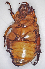 Rutelinae